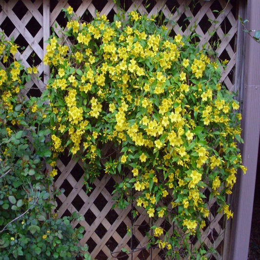 Carolina Jessamine vine with bright yellow blooms