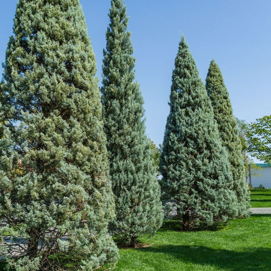 Arizona Sapphire Cypress Tree plant in container ready for landscape planting