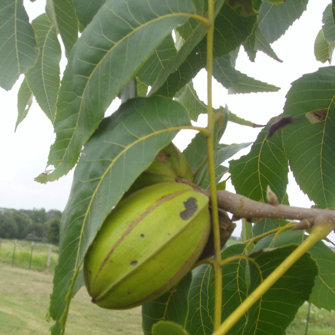 Desirable pecan tree nut producing variety