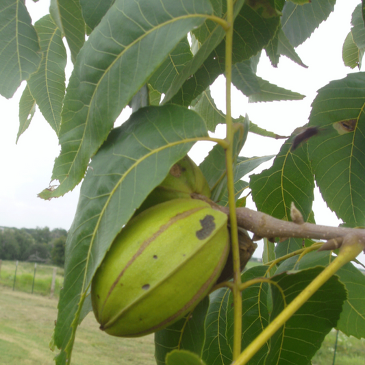 Desirable pecan tree nut producing variety