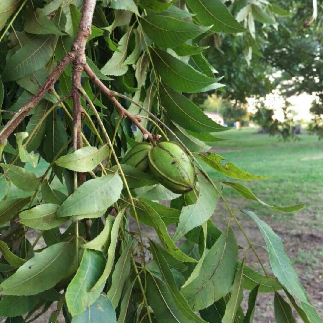 Carya illinoinensis desirable pecan tree
