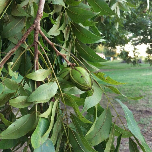 Carya illinoinensis desirable pecan tree