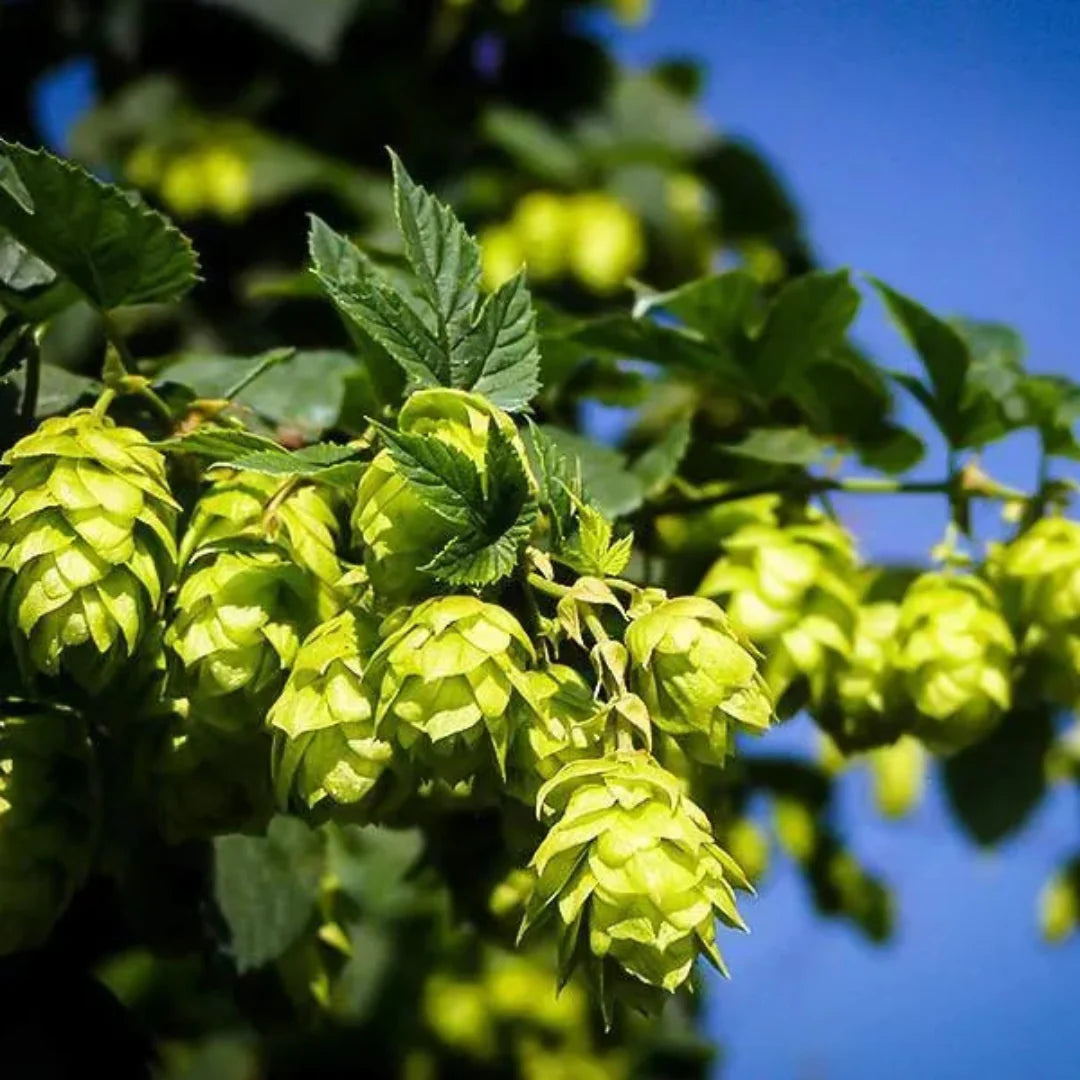 Cascade hops cones on vine for home brewing gardens