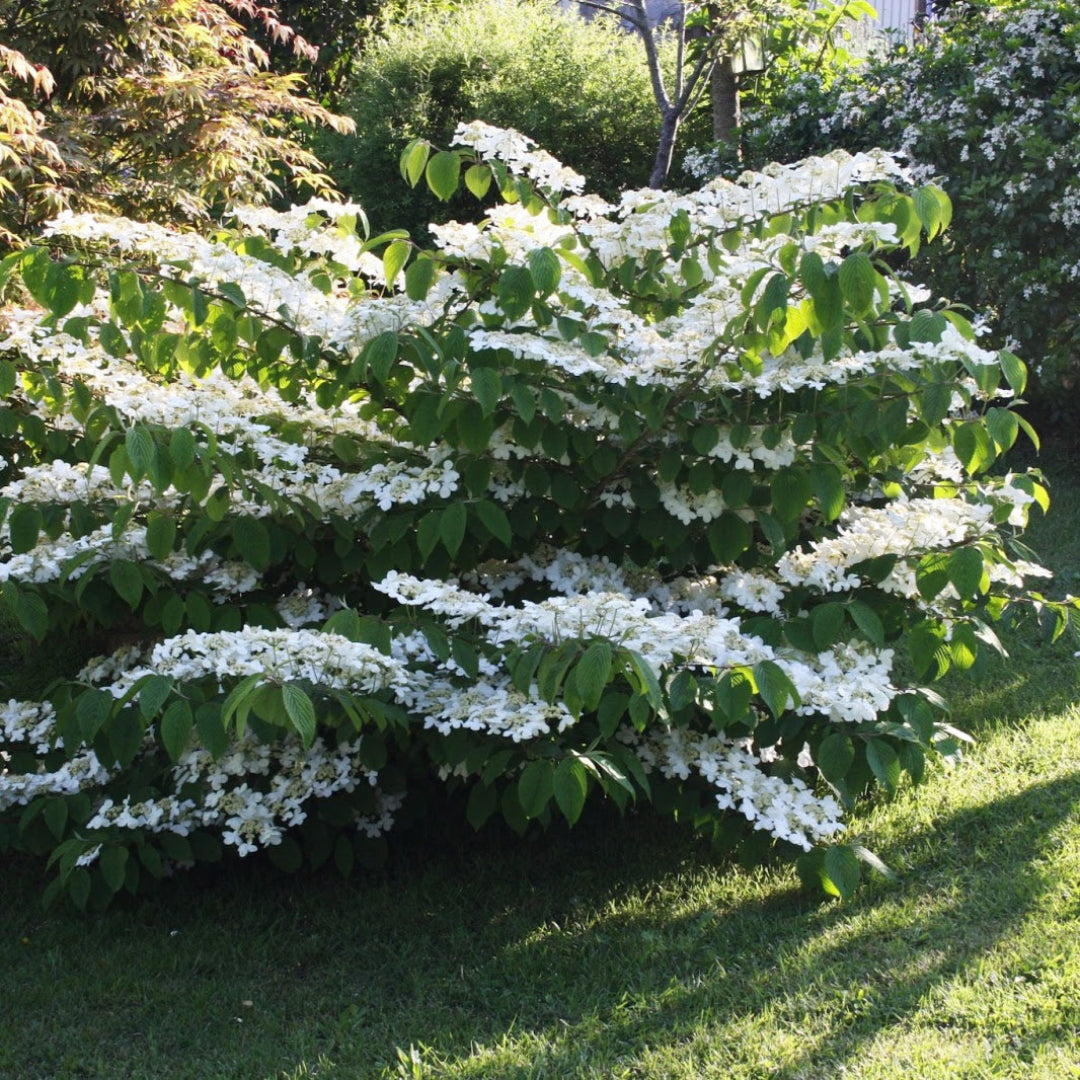 Juddii Viburnum Shrub with Pink Buds and Fragrant White Blossoms