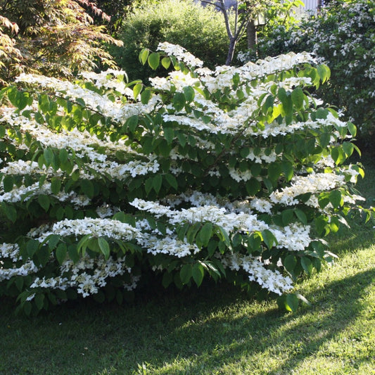 Juddii Viburnum Shrub with Pink Buds and Fragrant White Blossoms