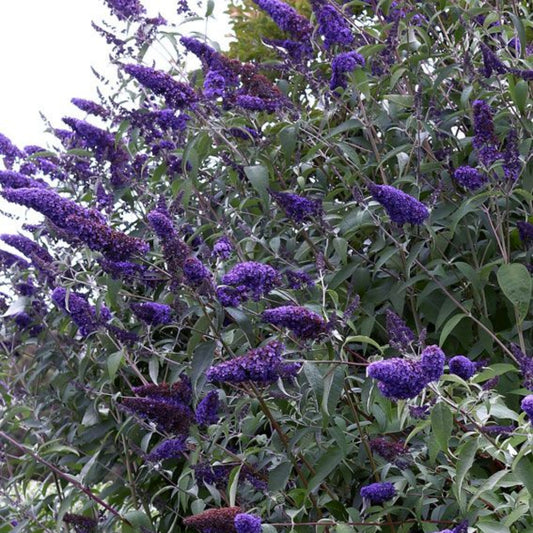 Ellen’s Blue Butterfly Bush planted as a flowering ornamental garden shrub