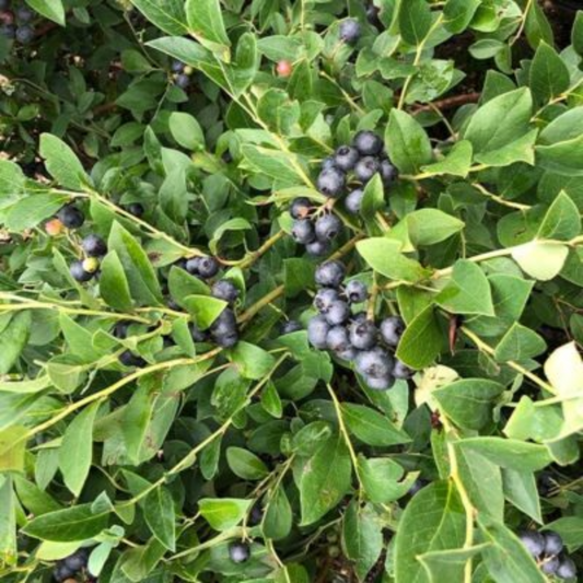 Close-up of Bless Your Heart Blueberry berries on green foliage