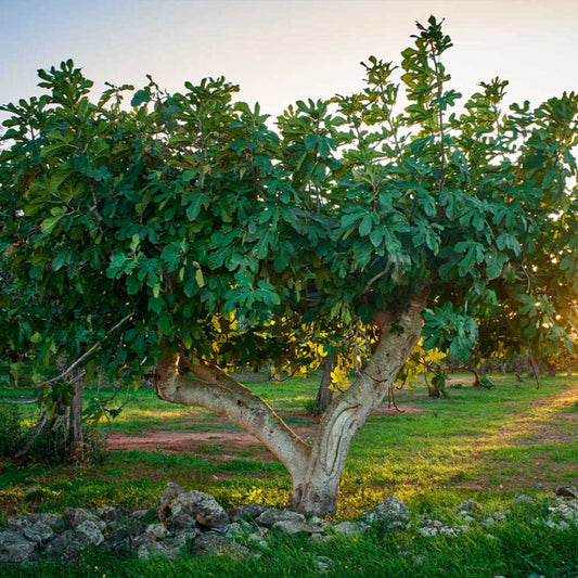 Celeste Fig Tree in full bloom with ripening figs