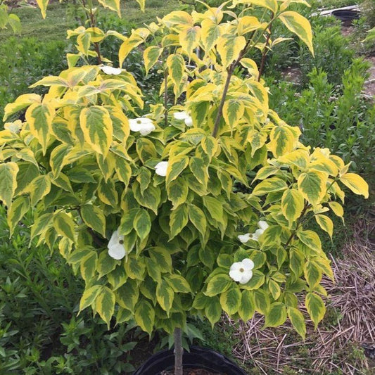 Celestial Shadow Hybrid Dogwood Tree in bloom