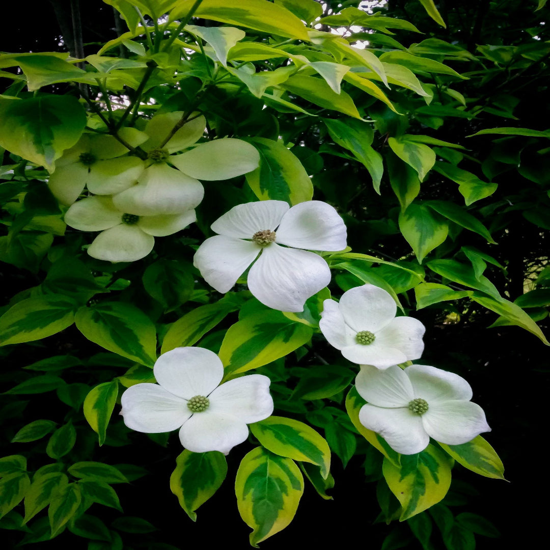 Celestial White Dogwood Tree in full spring bloom