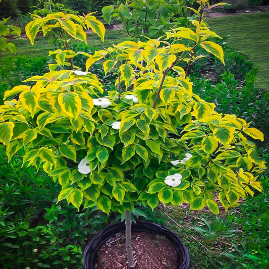 Hybrid Dogwood with white and green foliage