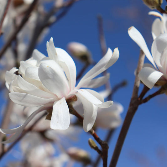 Star magnolia Centennial variety with bright white fragrant blooms in garden
