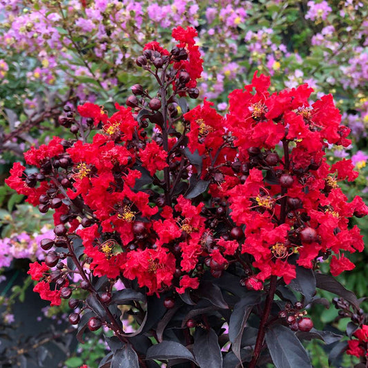 Center Stage Red Crape Myrtle Tree – flowering plant