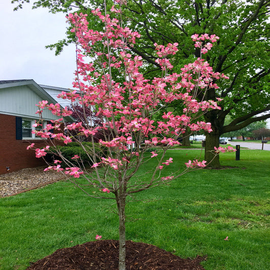 Red Flowering Dogwood Tree – Vivid Red Blooms | Live Native Tree | Zones 5–8 live plant for landscaping and home gardens