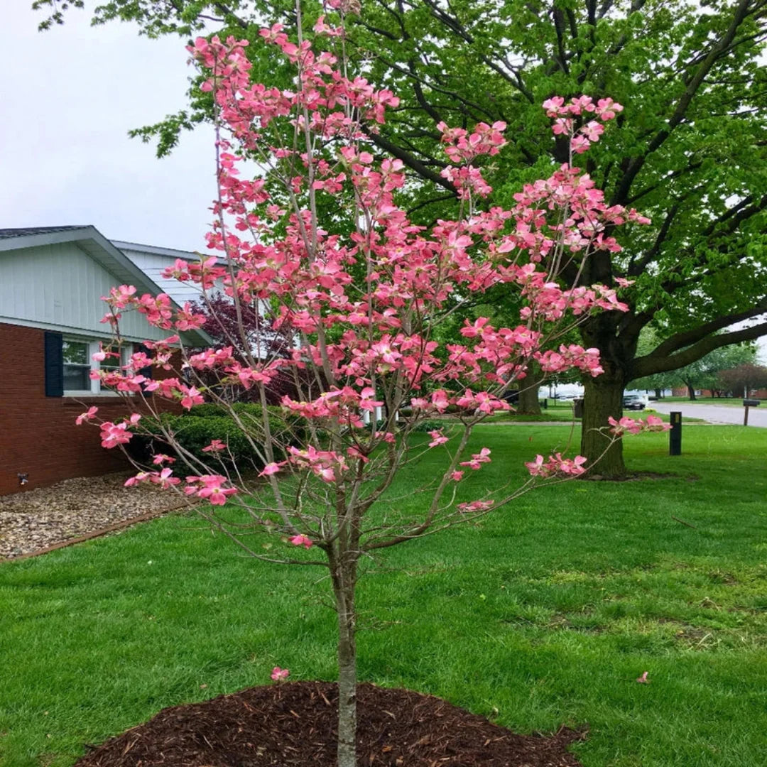 Red Dogwood Tree ready for planting
