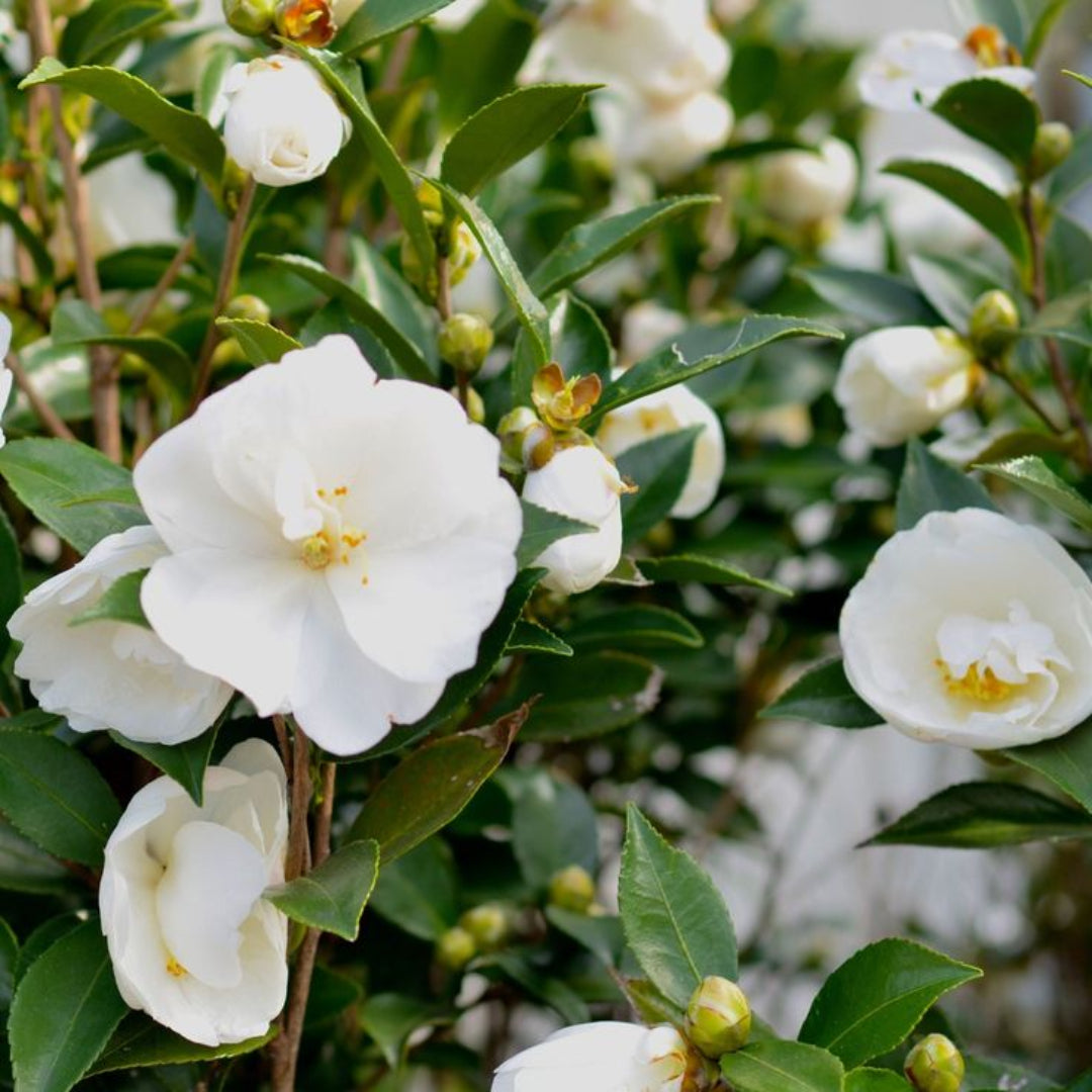 Autumn Rocket Camellia plant showing upright growth habit and bright white flowers