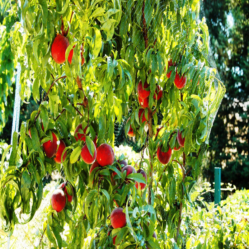 Fresh O'Henry peaches showing bright red and golden skin