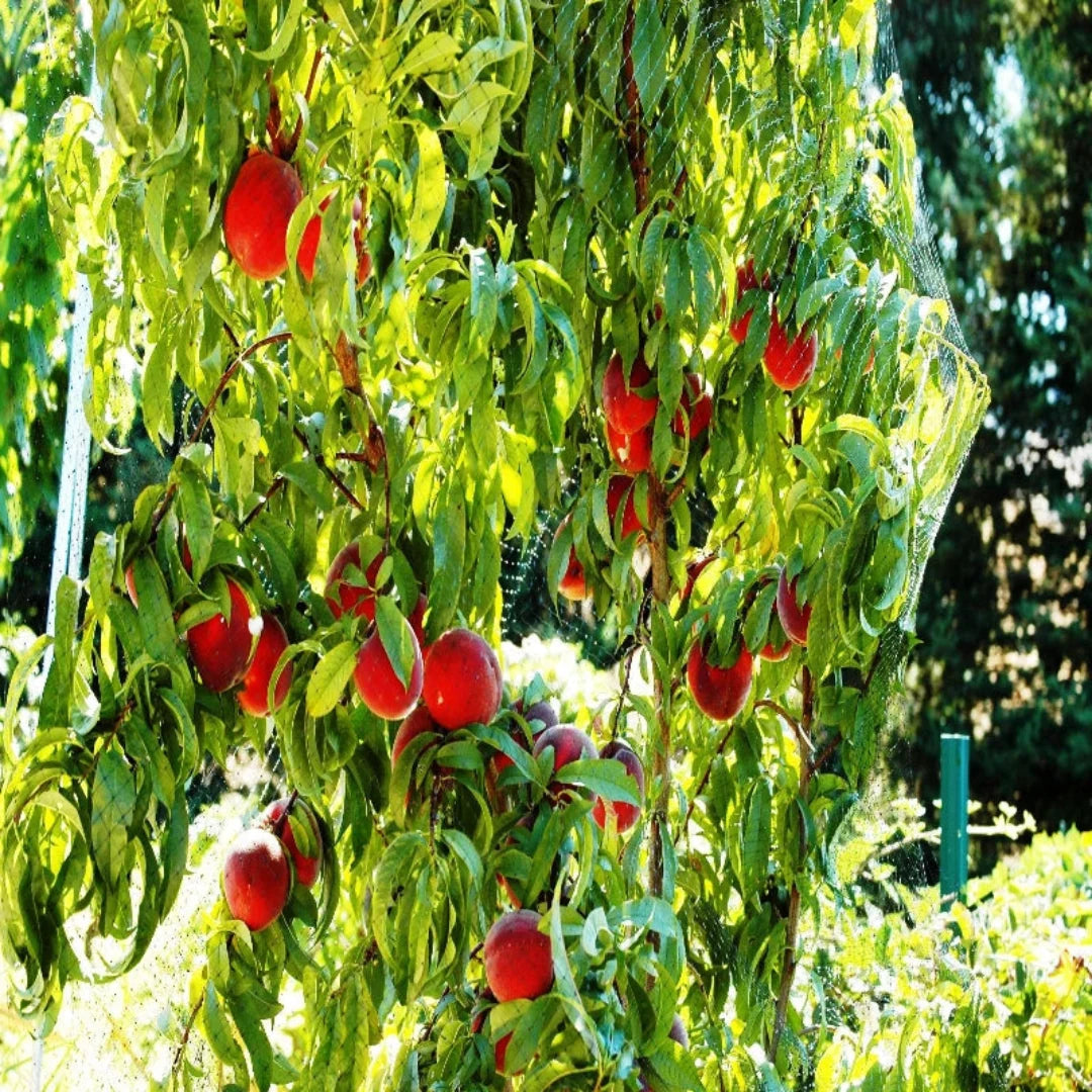 O'Henry peaches cut open showing juicy yellow flesh and seed