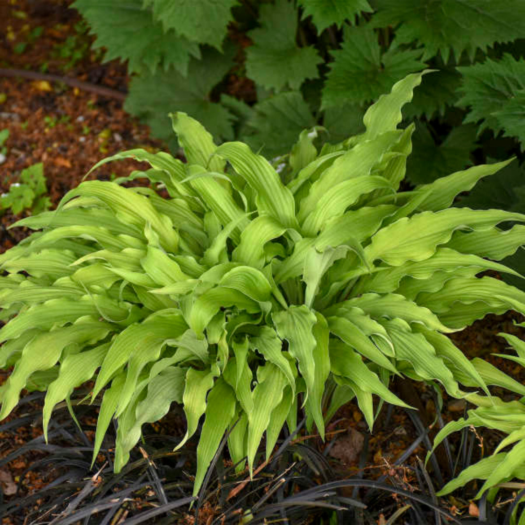 4.33 Inch Pot/10 Count Flat: Hosta 'Curly Fries'. Crinkled, Narrow, Gold Leaves Form An Arching Mound; Best Color Requires Morning Sun