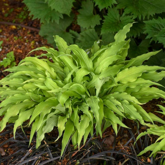 4.33 Inch Pot/10 Count Flat: Hosta 'Curly Fries'. Crinkled, Narrow, Gold Leaves Form An Arching Mound; Best Color Requires Morning Sun