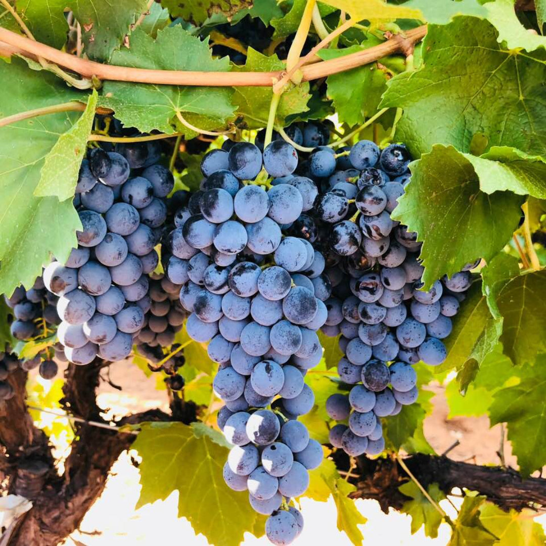 Freshly harvested Chambourcin grape bunch with deep purple color used for red wine making