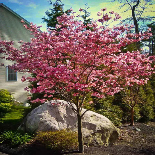 Cherokee Brave Flowering Dogwood planted in soil