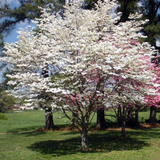 Early spring flowering of Super Cherokee Princess Dogwood