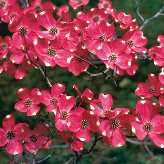 Cherokee Brave Flowering Dogwood in full bloom