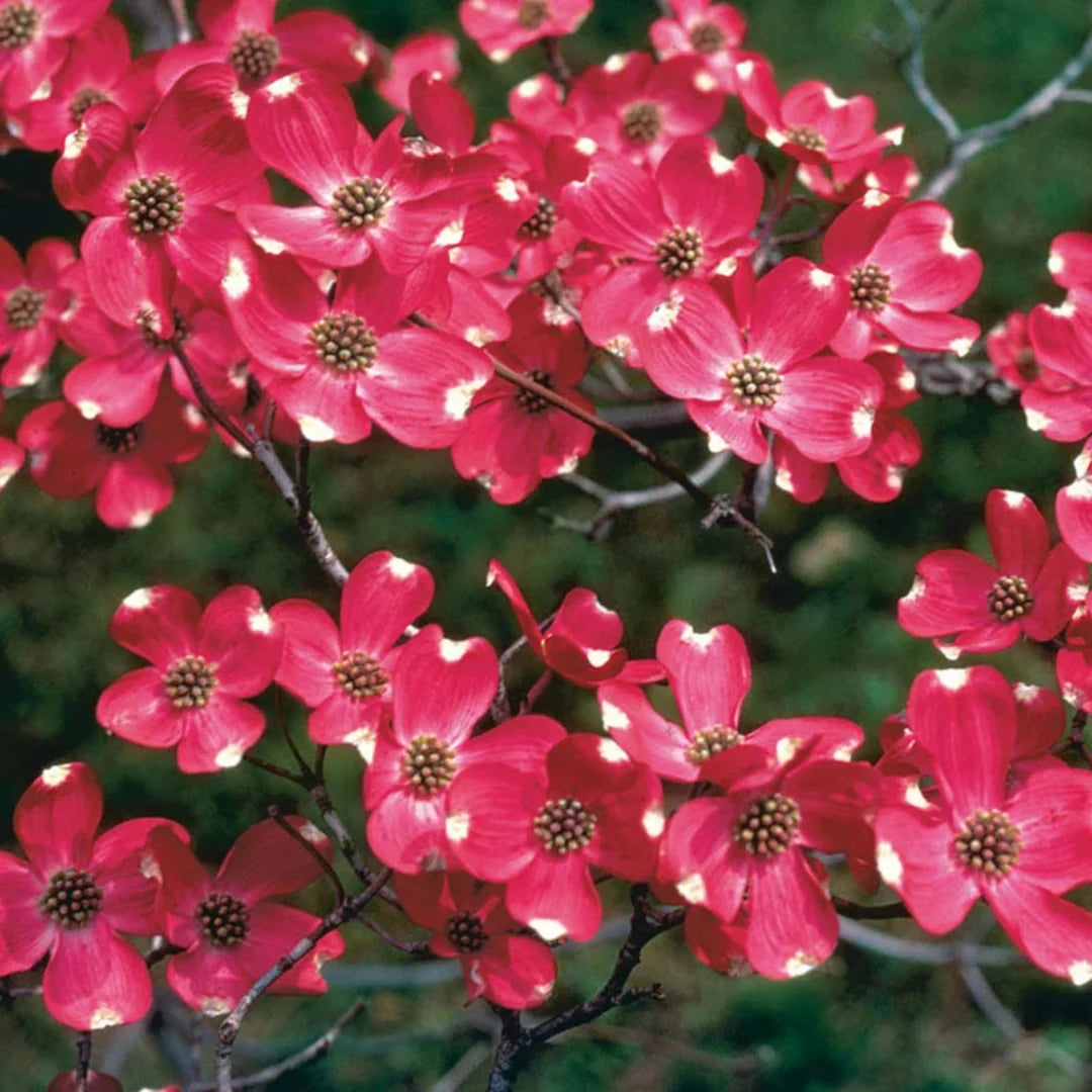 Petals and leaves of Cherokee Brave Flowering Dogwood