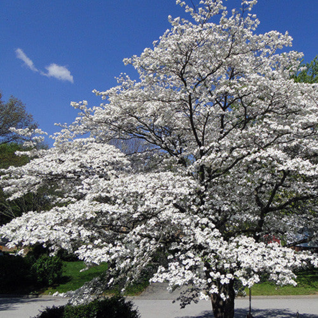 White flowering Super Princess Dogwood in landscape