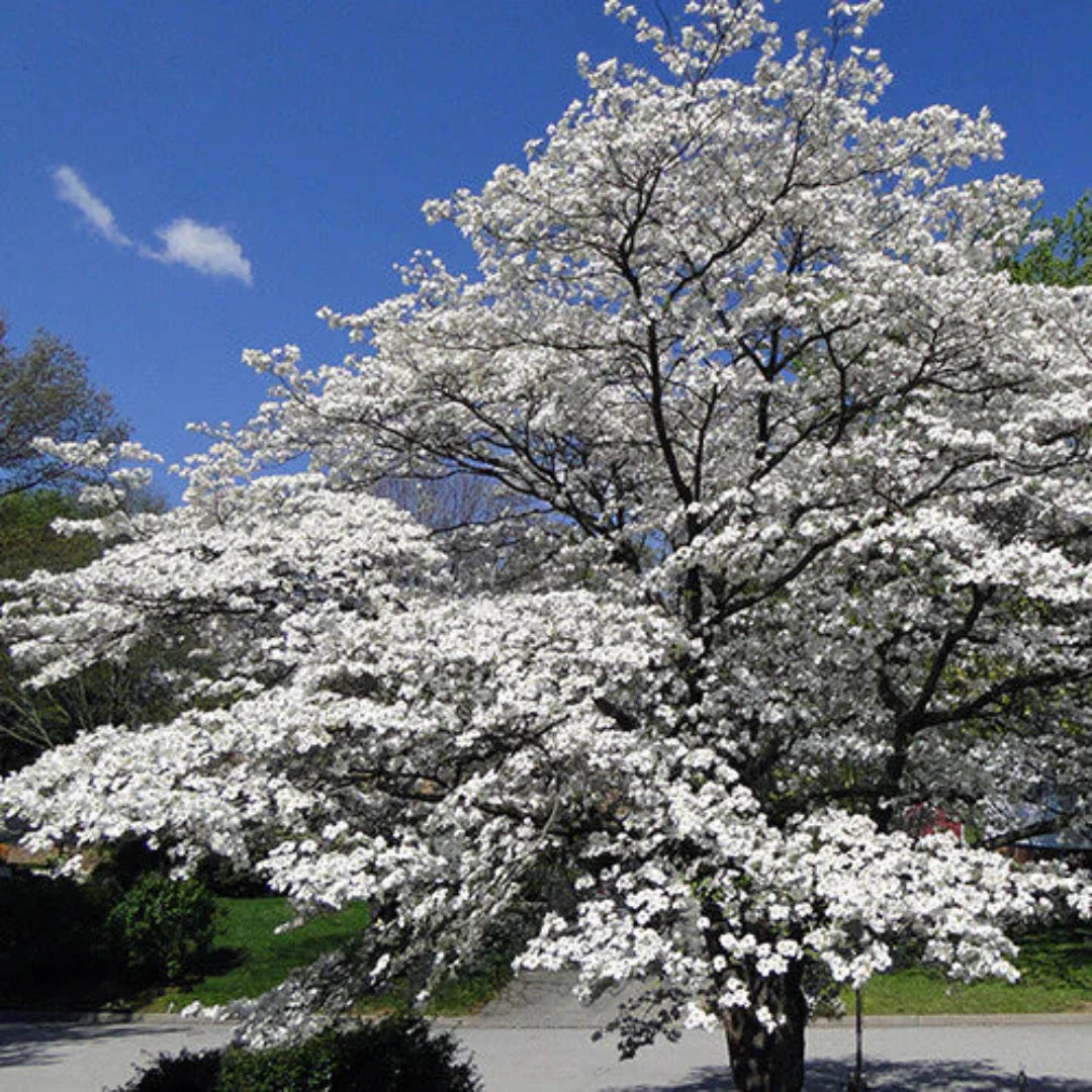 Spring flowering of Cherokee Princess Dogwood Tree