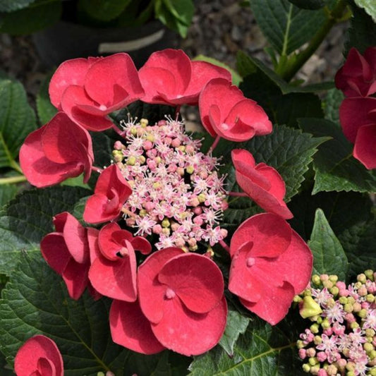 Cherry Explosion Hydrangea Shrub in Full Bloom