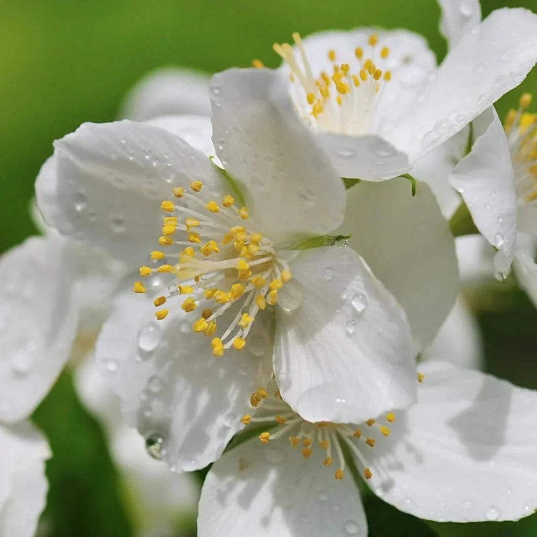 Sweet Mock Orange - Perfect White Blooms