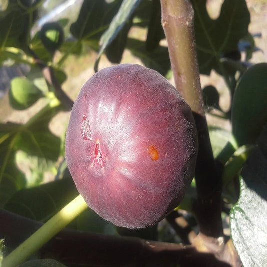 Chicago Hardy Fig Tree with ripening fruit in a garden