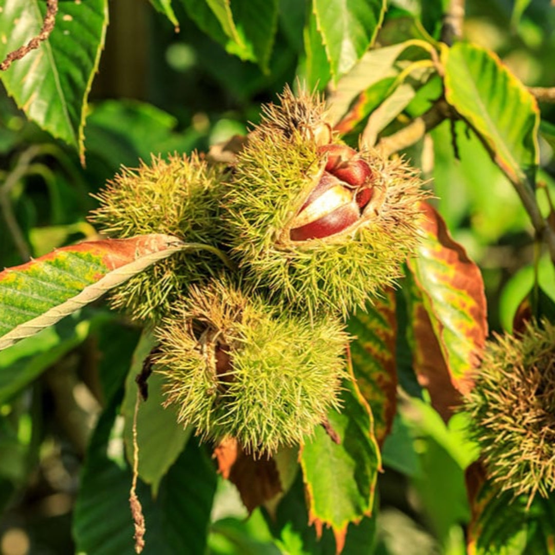 Ripe Chinese chestnuts inside open burrs during fall harvest