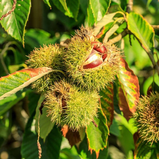 Ripe Chinese chestnuts inside open burrs during fall harvest
