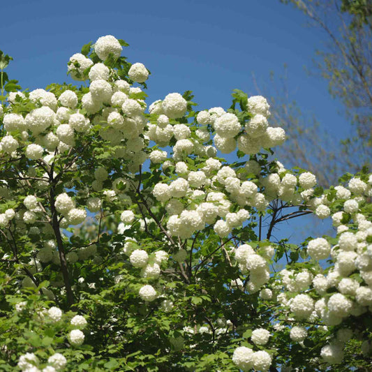 Chinese Snowball Viburnum – Live Flowering Shrub | Giant White Blooms | Zones 6–9 live plant for landscaping and home gardens