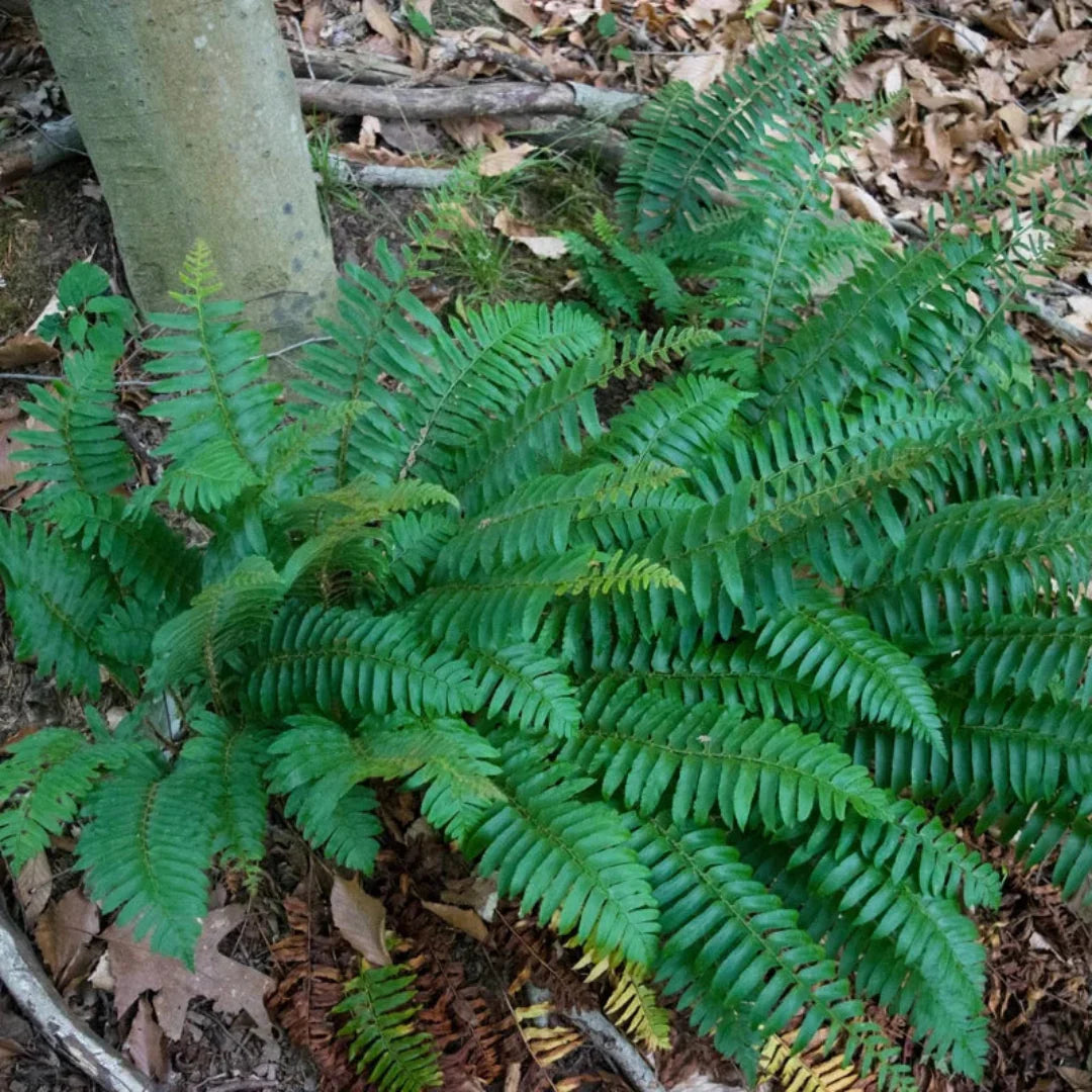Christmas Fern evergreen ground cover