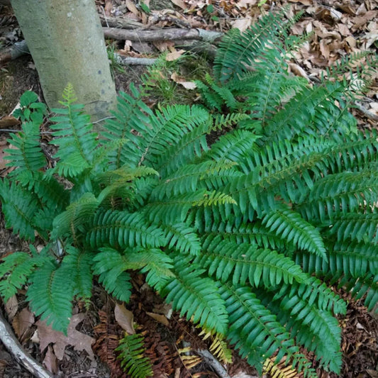 Christmas Fern evergreen ground cover