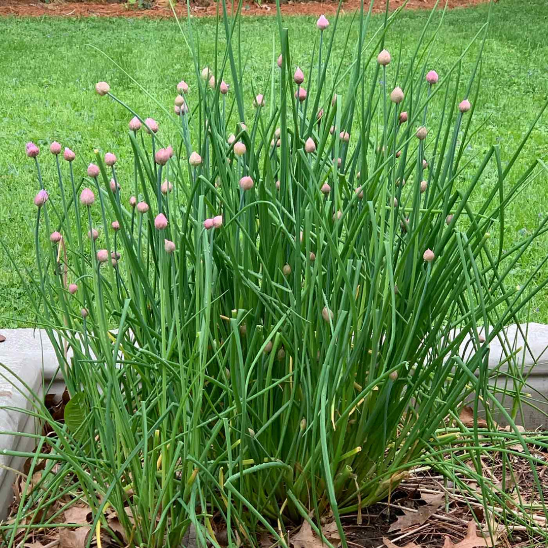 Chives Herb Plant – evergreen shrub
