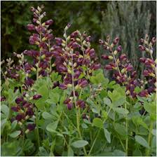 Baptisia Decadence Dutch Chocolate – perennial