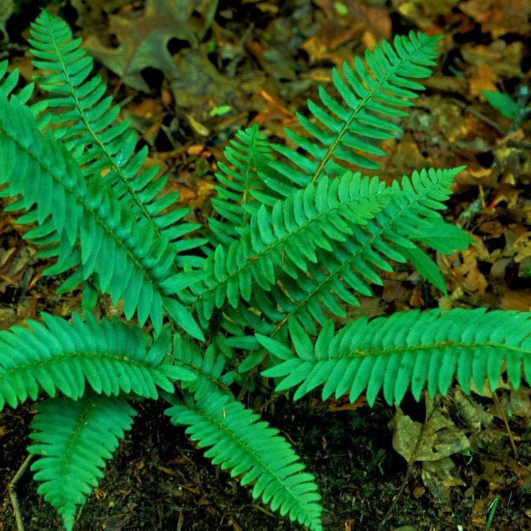 Christmas fern evergreen plant with sword shaped green fronds