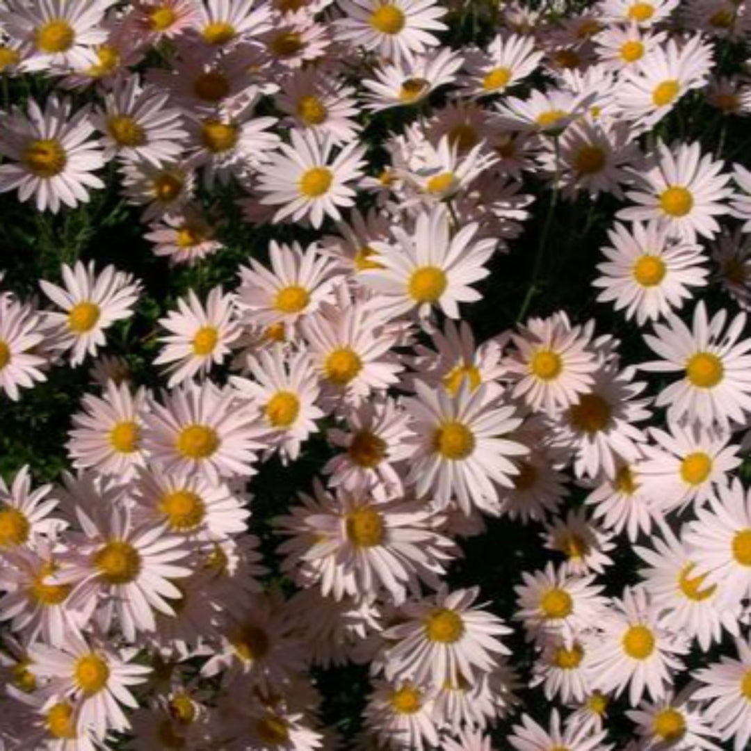 Chrysanthemum Sheffield Pink-Pink Daisy Like Flowers