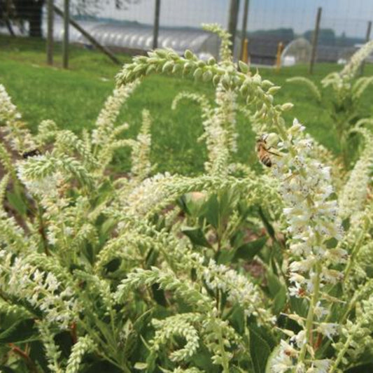 Clethra Novacleein Summer Sparkler White Flower Shrubs