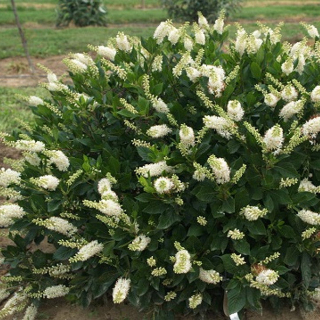 Hummingbird Clethra shrub blooming with white bottlebrush flowers