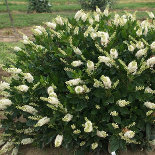 Hummingbird Clethra shrub blooming with white bottlebrush flowers