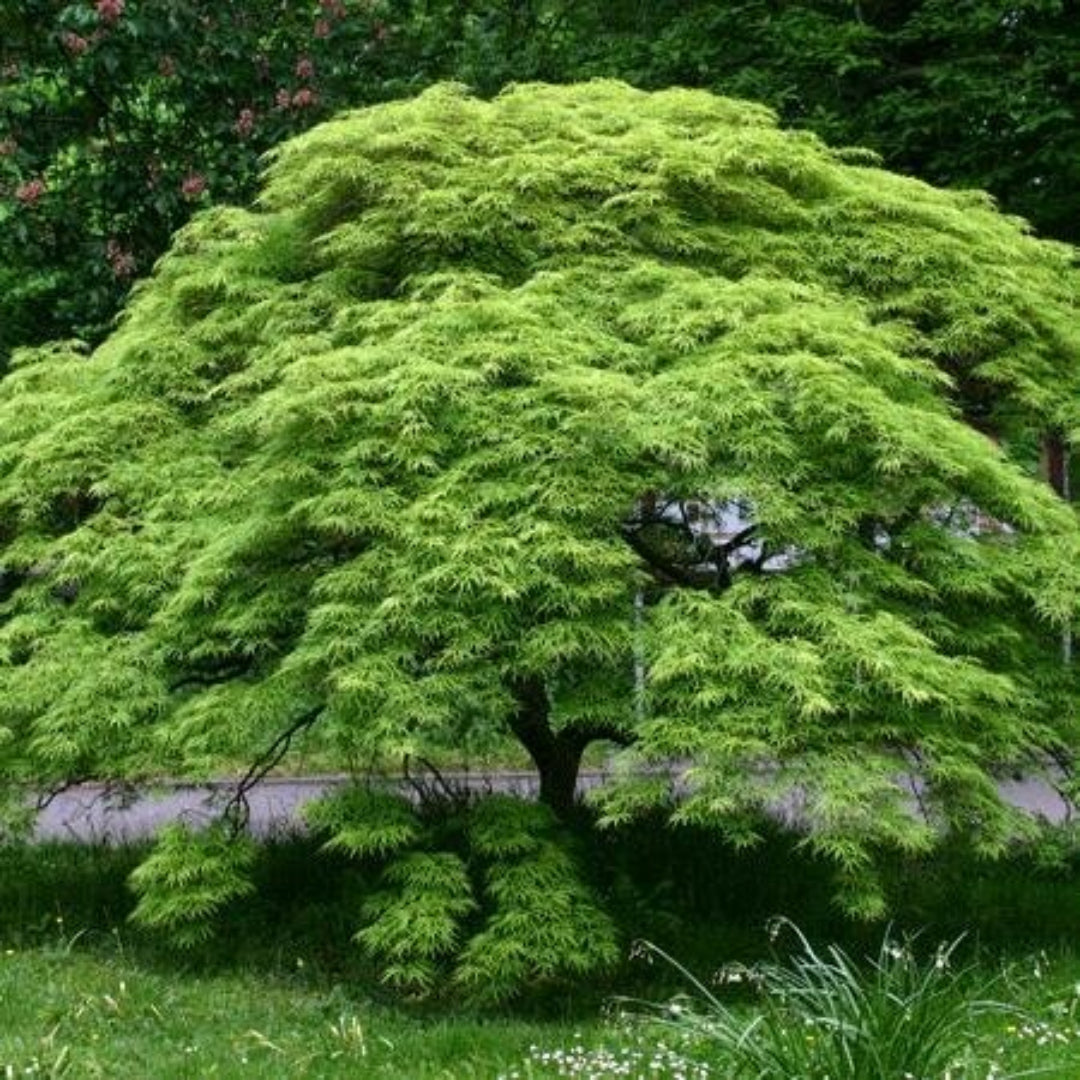 Young Waterfall Japanese Maple plant displaying compact growth and healthy green leaves