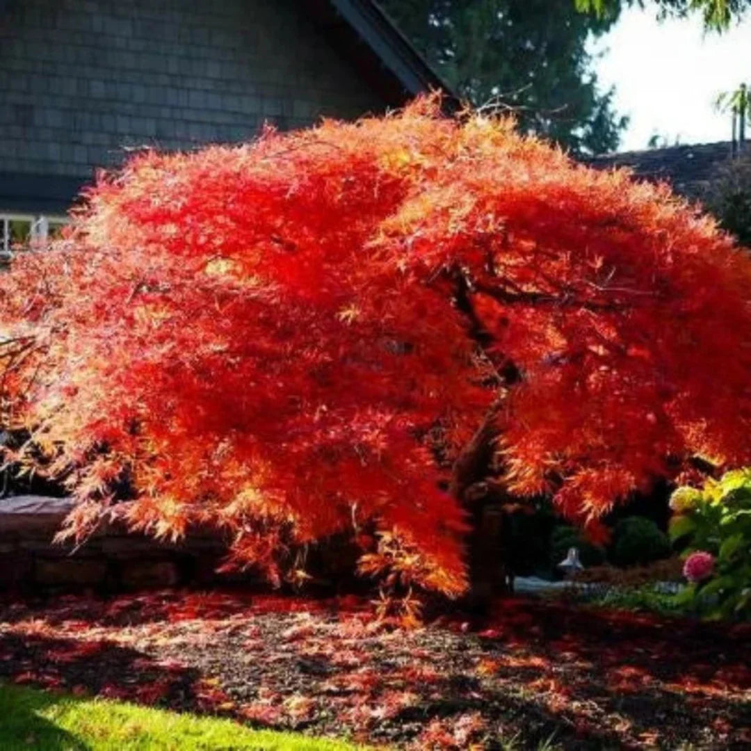 Acer palmatum Orangeola Japanese Maple tree with finely cut leaves