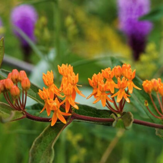 Close-up of bright orange Butterfly Weed (Asclepias tuberosa) flowers