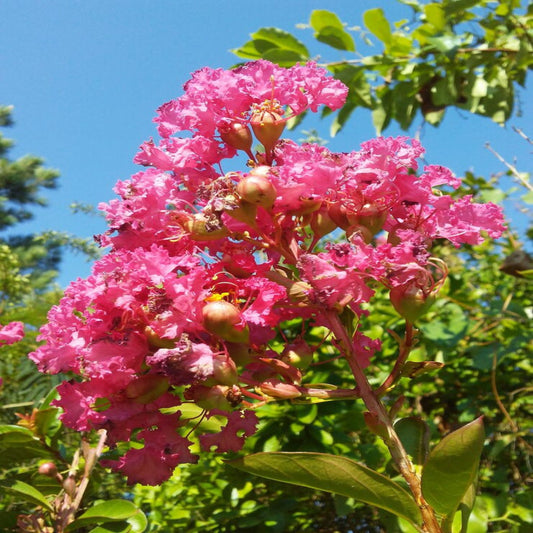 Scarlet pink crape myrtle ornamental landscape tree